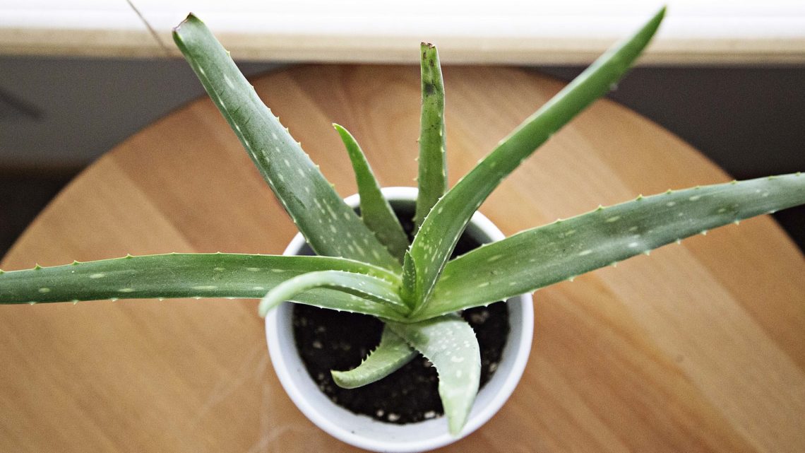 How to make aloe vera gel from fresh leaves - ClassyCurlies