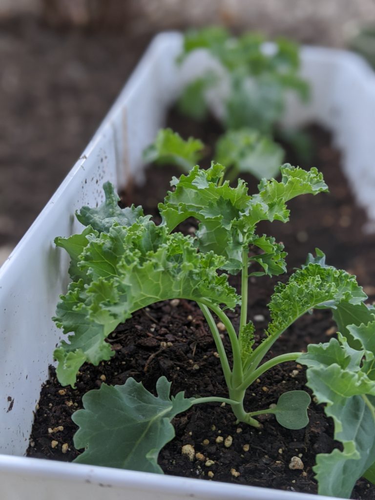 growing kale in summer