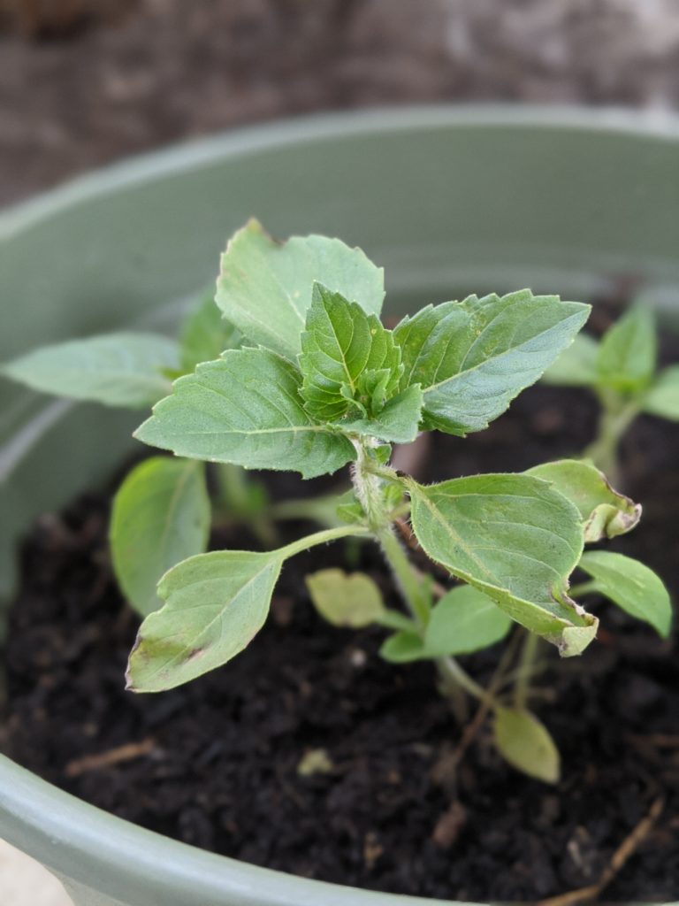 growing holy basil plant